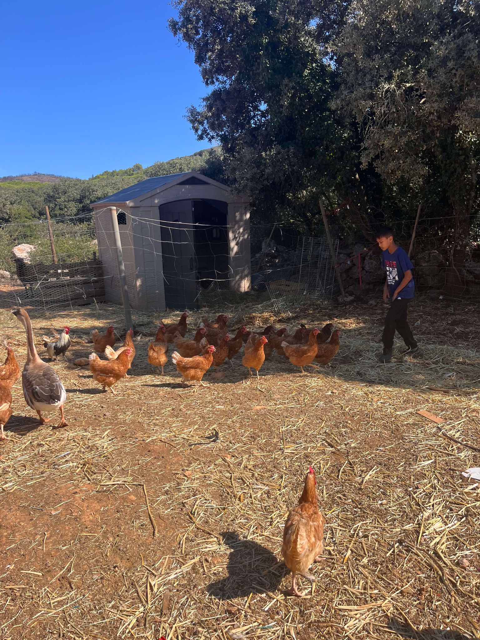 459507438_1246092470056747_6030820483794236540_n